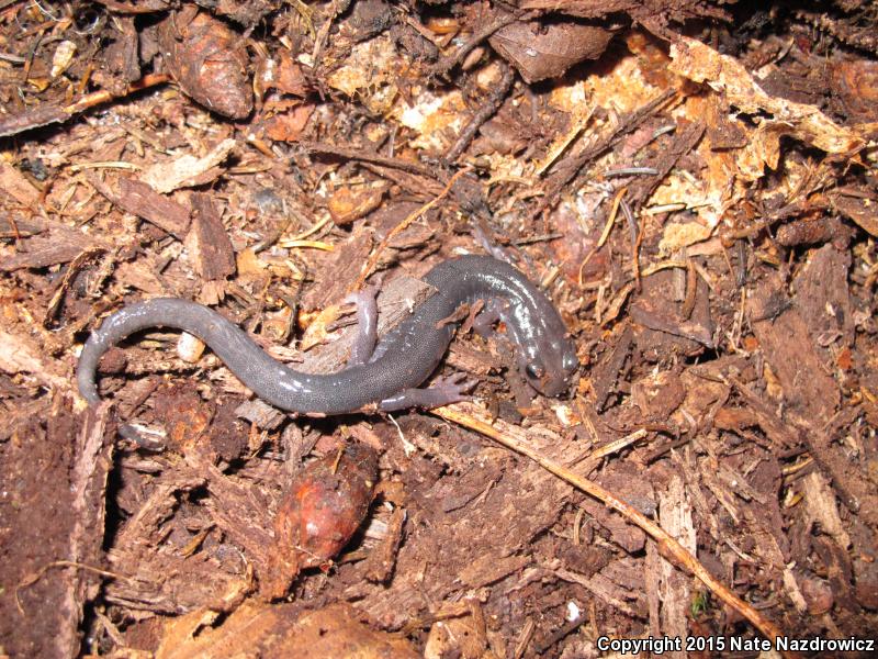 Northern Gray-cheeked Salamander (Plethodon montanus)