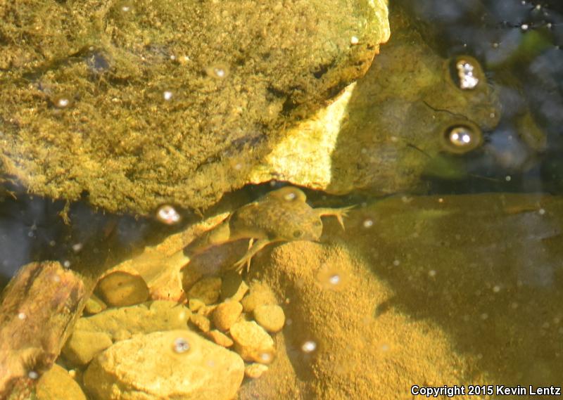 African Clawed Frog (Xenopus laevis)