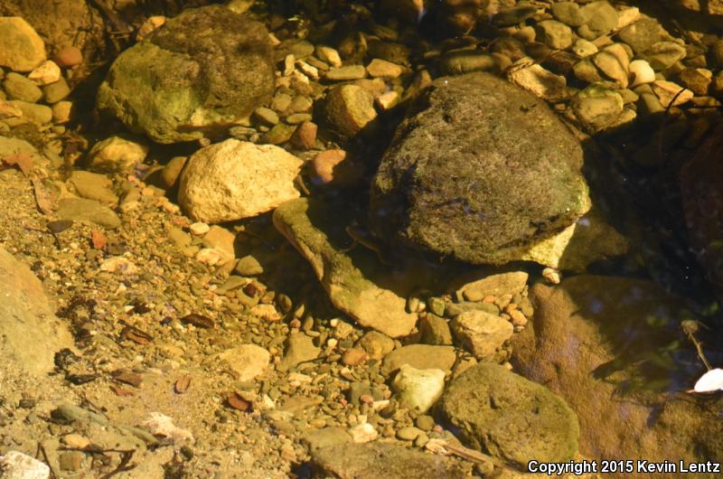 African Clawed Frog (Xenopus laevis)