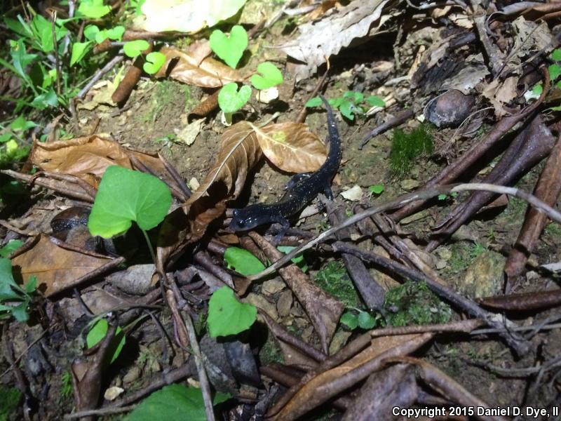 Blue Ridge Gray-cheeked Salamander (Plethodon amplus)