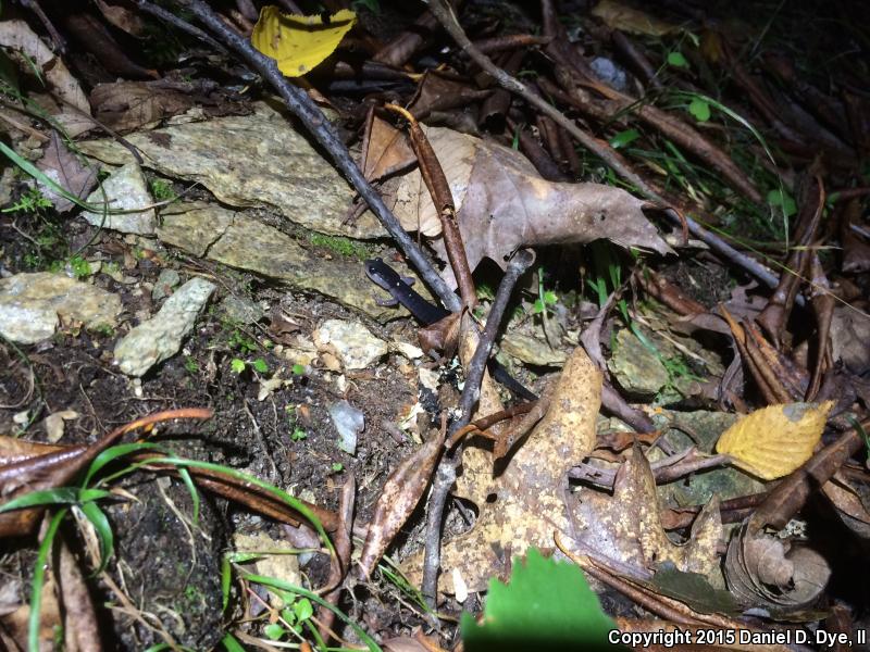 Blue Ridge Gray-cheeked Salamander (Plethodon amplus)