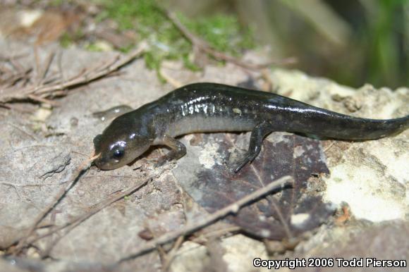 Spotted Salamander (Ambystoma maculatum)