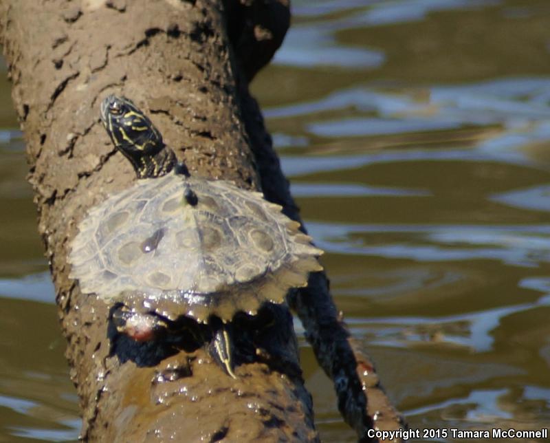 Black-knobbed Map Turtle (Graptemys nigrinoda)