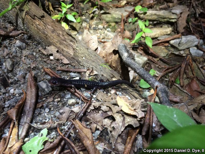 Blue Ridge Gray-cheeked Salamander (Plethodon amplus)