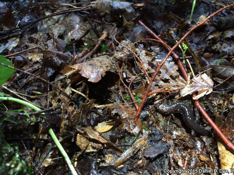 Blue Ridge Dusky Salamander (Desmognathus orestes)