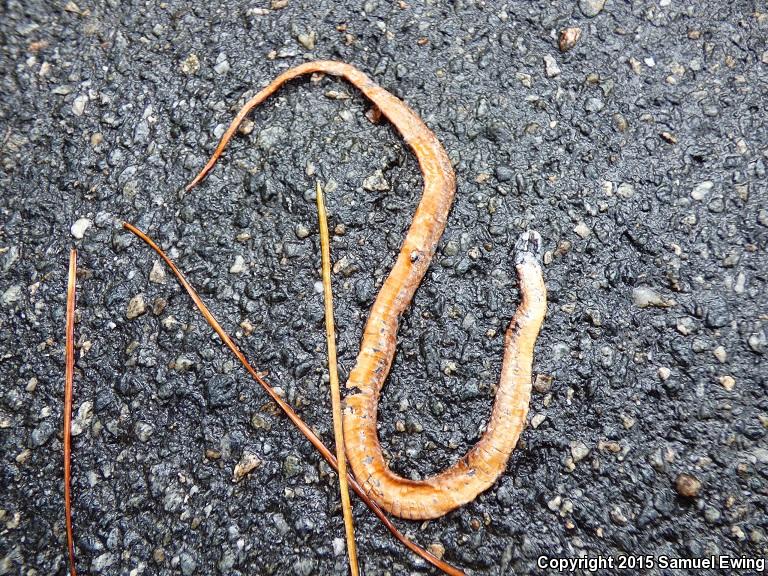 Florida Red-bellied Snake (Storeria occipitomaculata obscura)