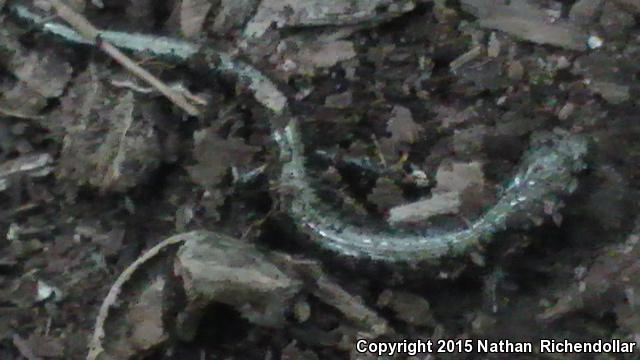 Peaks Of Otter Salamander (Plethodon hubrichti)