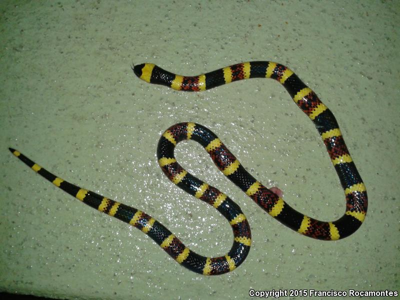 Texas Coralsnake (Micrurus tener)