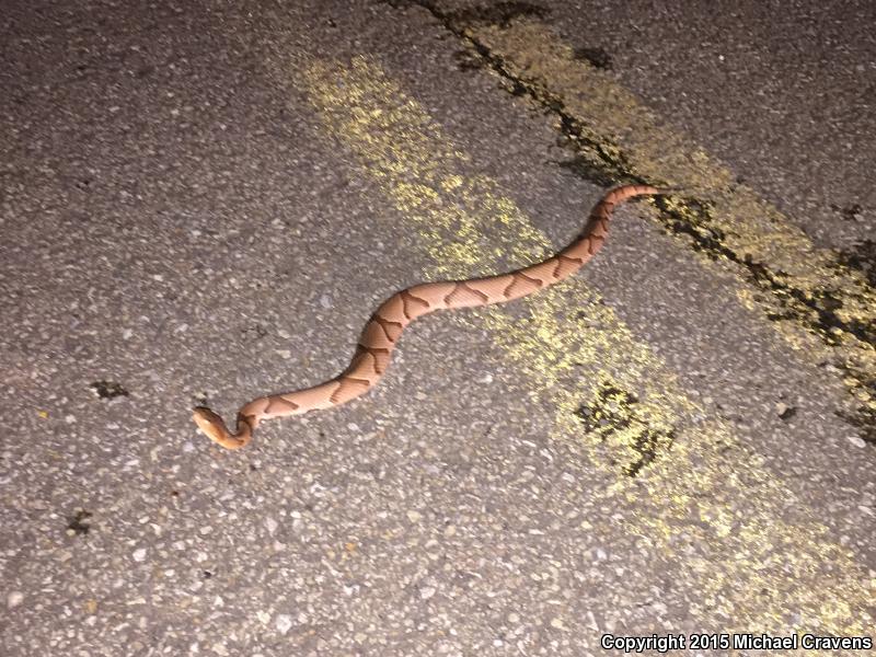 Osage Copperhead (Agkistrodon contortrix phaeogaster)