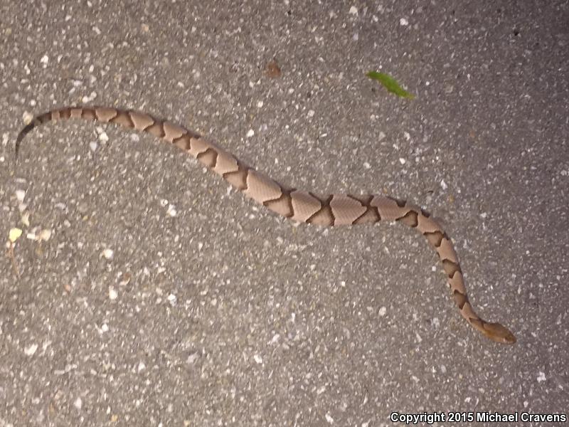 Osage Copperhead (Agkistrodon contortrix phaeogaster)