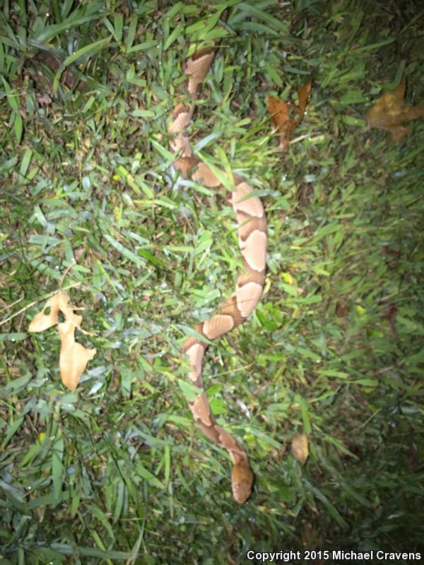 Osage Copperhead (Agkistrodon contortrix phaeogaster)