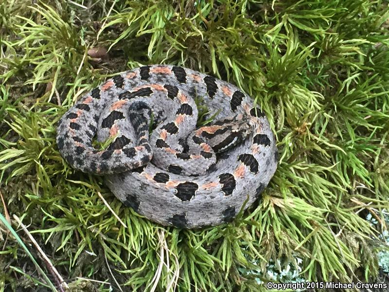 Western Pigmy Rattlesnake (Sistrurus miliarius streckeri)