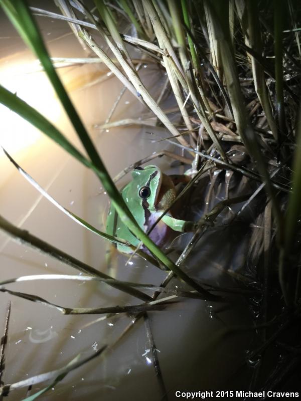 Arizona Treefrog (Hyla wrightorum)
