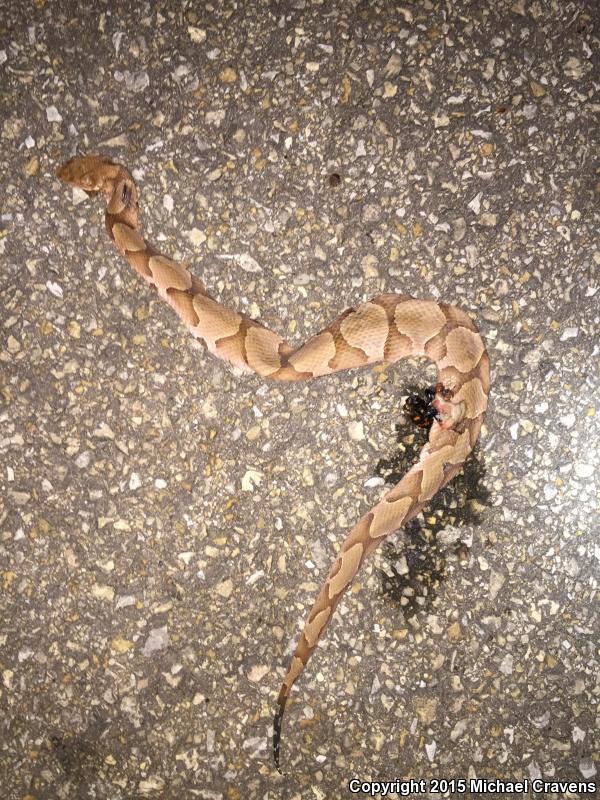 Osage Copperhead (Agkistrodon contortrix phaeogaster)