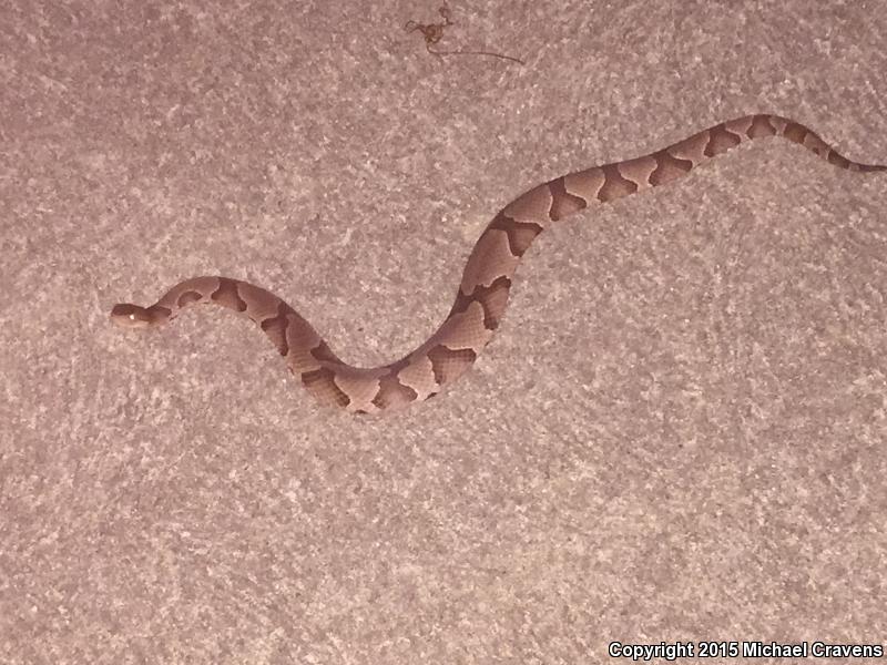 Osage Copperhead (Agkistrodon contortrix phaeogaster)