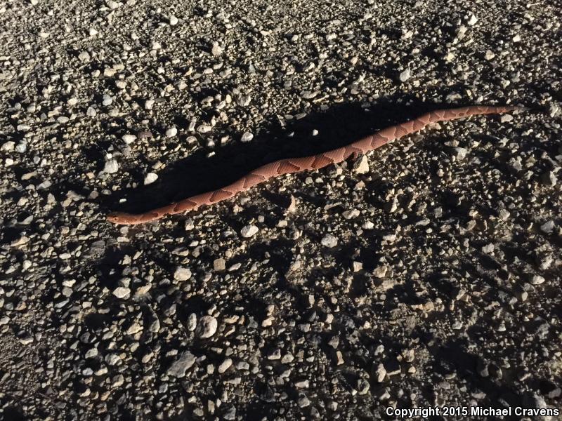 Osage Copperhead (Agkistrodon contortrix phaeogaster)