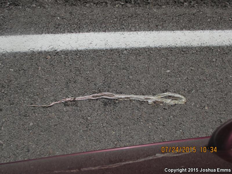 Lined Coachwhip (Coluber flagellum lineatulus)