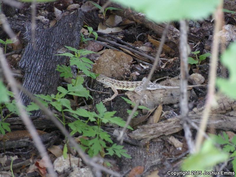 Sonoran Earless Lizard (Holbrookia elegans thermophila)