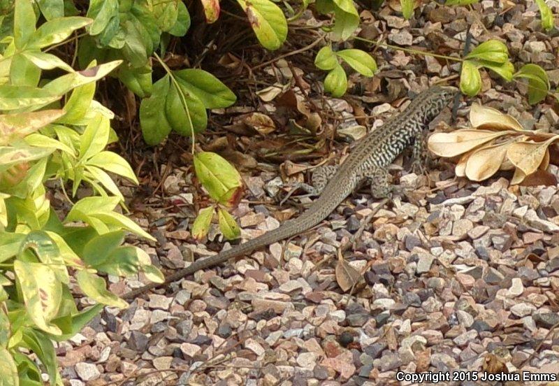 Southern Whiptail (Aspidoscelis tigris punctilinealis)