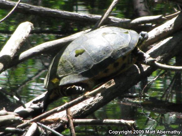 Western Chicken Turtle (Deirochelys reticularia miaria)