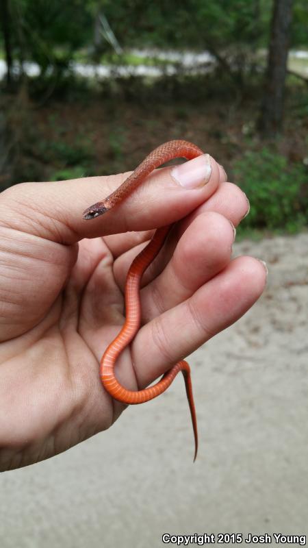 Florida Red-bellied Snake (Storeria occipitomaculata obscura)