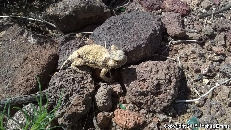 Round-tailed Horned Lizard (Phrynosoma modestum)