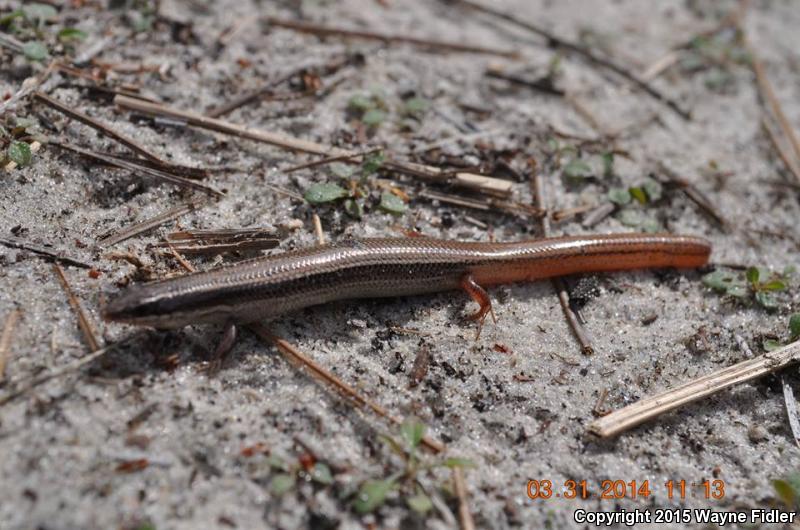 Peninsula Mole Skink (Plestiodon egregius onocrepis)