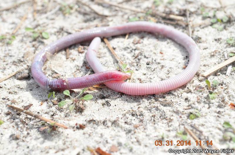 Florida Worm Lizard (Rhineura floridana)