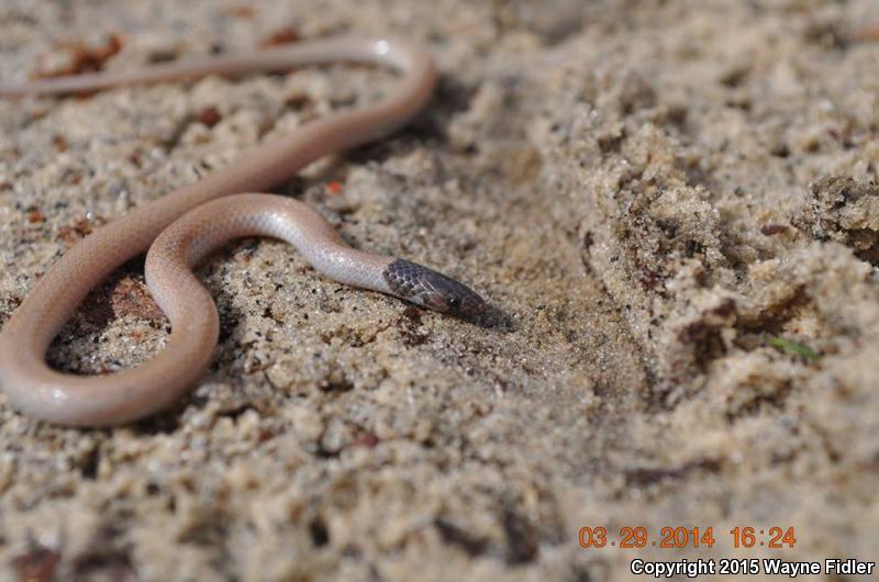 Peninsula Crowned Snake (Tantilla relicta relicta)