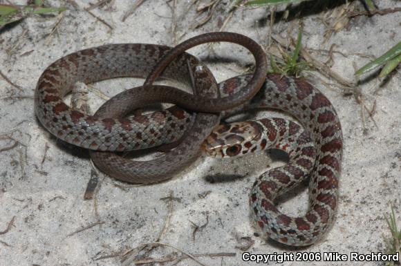 Southern Black Racer (Coluber constrictor priapus)