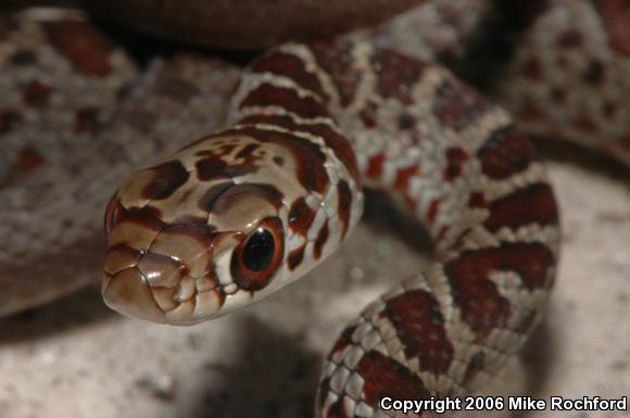 Southern Black Racer (Coluber constrictor priapus)