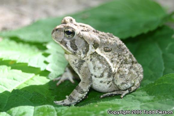 Fowler's Toad (Anaxyrus fowleri)