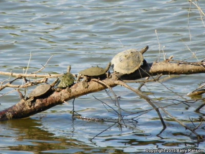 Black-knobbed Map Turtle (Graptemys nigrinoda)