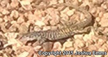 Common Checkered Whiptail (Aspidoscelis tesselata)