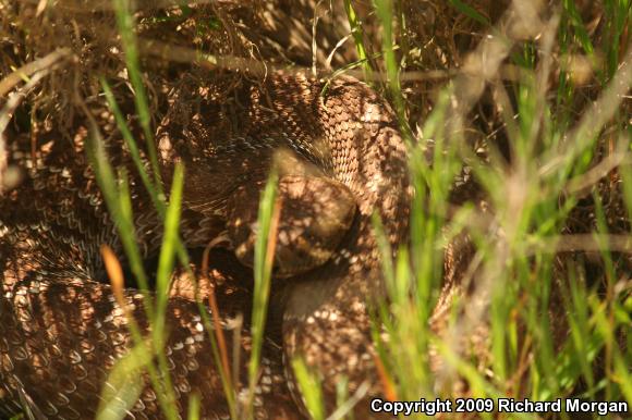 Red Diamond Rattlesnake (Crotalus ruber ruber)