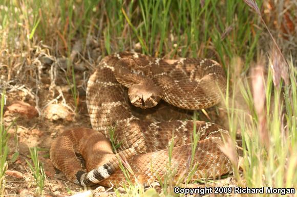 Red Diamond Rattlesnake (Crotalus ruber ruber)