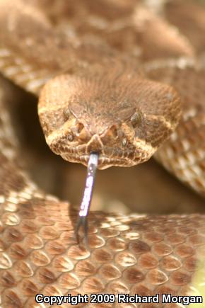 Red Diamond Rattlesnake (Crotalus ruber ruber)