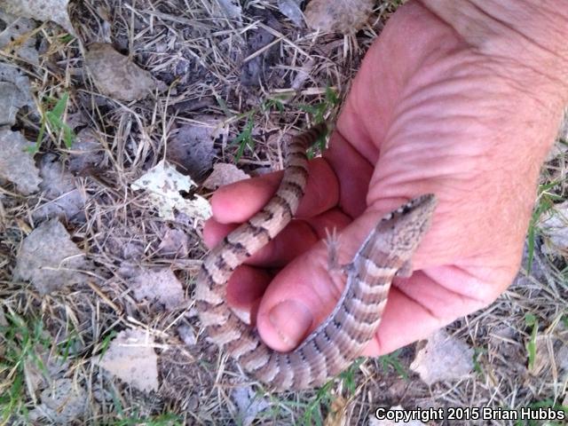 Arizona Alligator Lizard (Elgaria kingii nobilis)