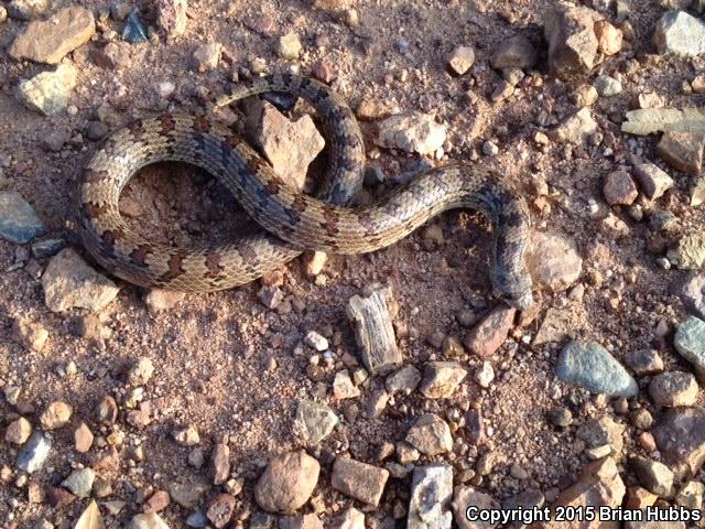 Chihuahuan Hook-nosed Snake (Gyalopion canum)