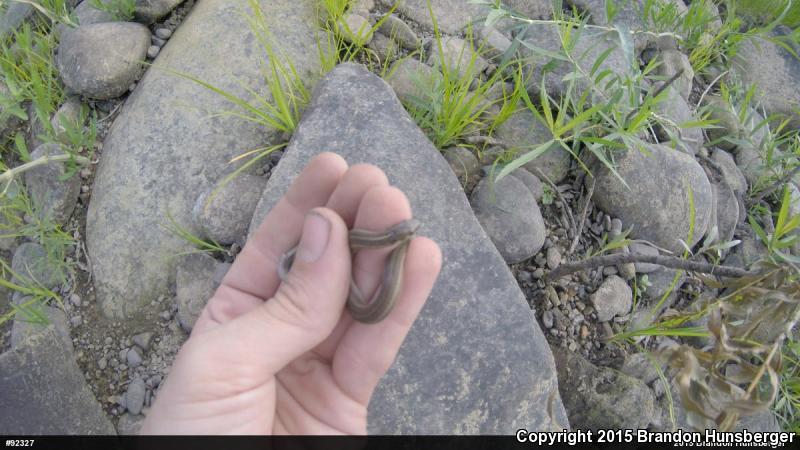 Short-headed Gartersnake (Thamnophis brachystoma)