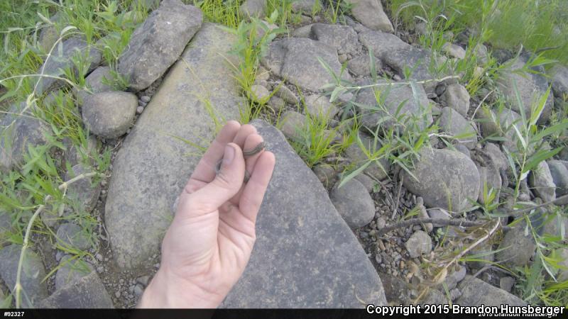 Short-headed Gartersnake (Thamnophis brachystoma)