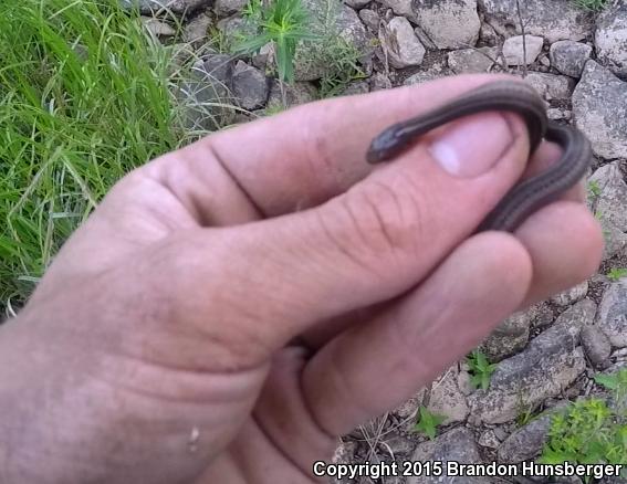 Short-headed Gartersnake (Thamnophis brachystoma)