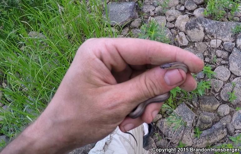 Short-headed Gartersnake (Thamnophis brachystoma)