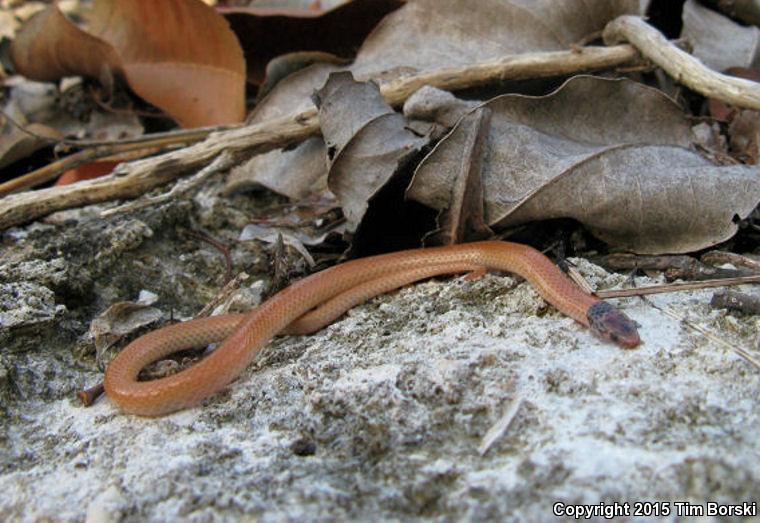 Rim Rock Crowned Snake (Tantilla oolitica)