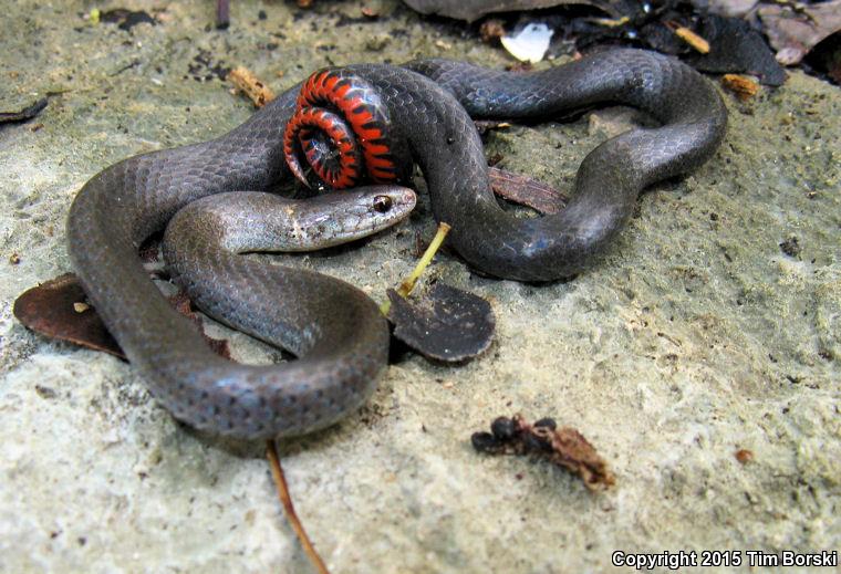 Key Ring-necked Snake (Diadophis punctatus acricus)