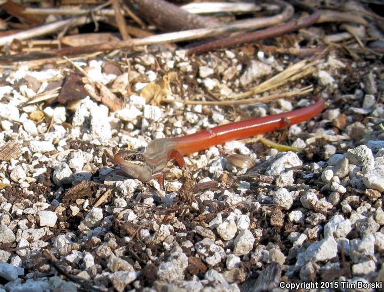 Florida Keys Mole Skink (Plestiodon egregius egregius)