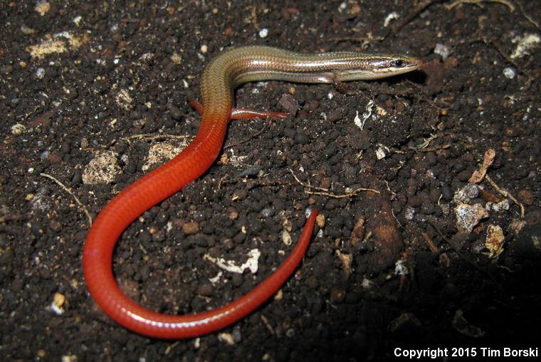 Florida Keys Mole Skink (Plestiodon egregius egregius)