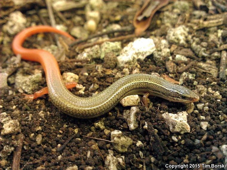 Florida Keys Mole Skink (Plestiodon egregius egregius)