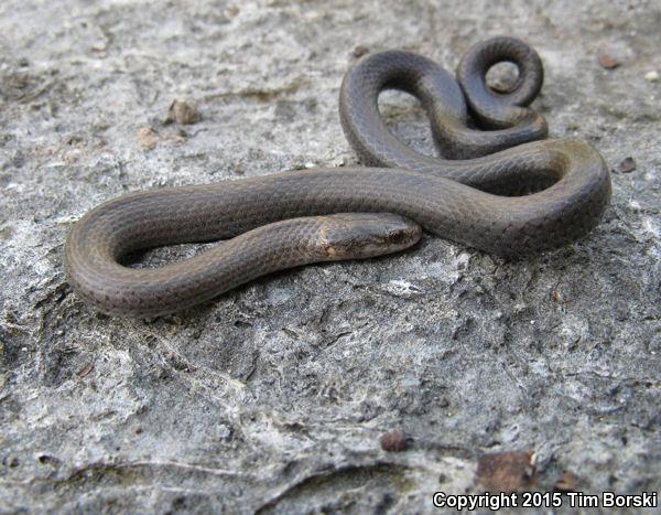 Key Ring-necked Snake (Diadophis punctatus acricus)