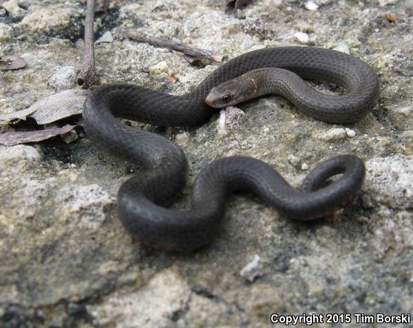 Key Ring-necked Snake (Diadophis punctatus acricus)